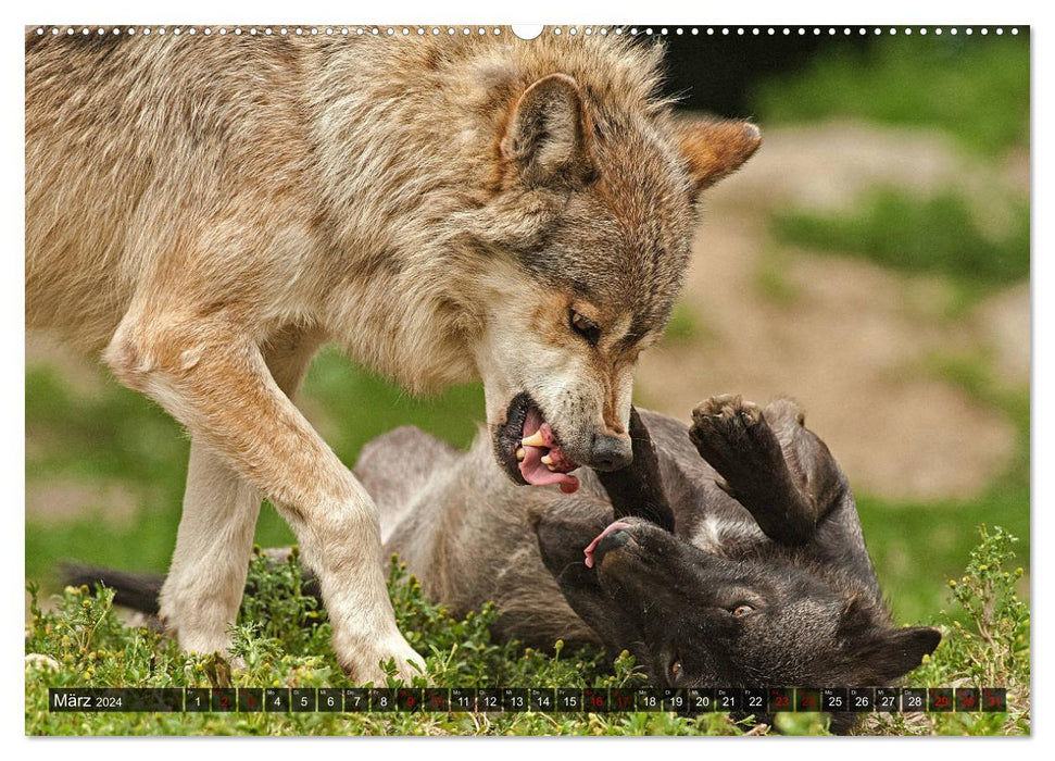 Begegnung mit dem Wolf (CALVENDO Wandkalender 2024)