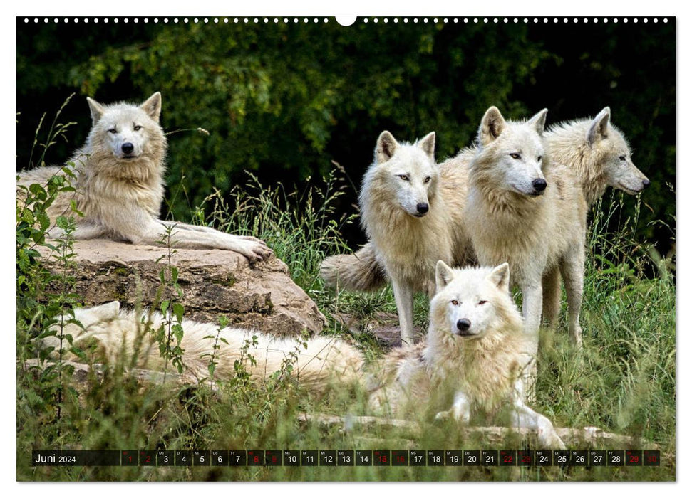 Encounter with the wolf (CALVENDO wall calendar 2024) 