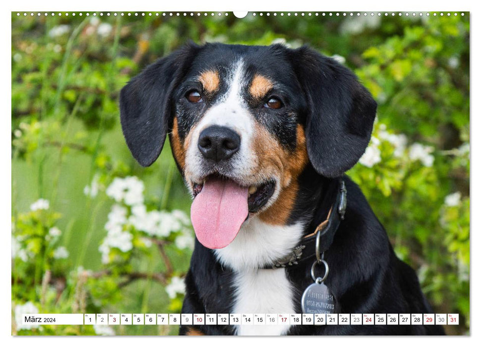 Mein bester Freund - Entlebucher Sennenhund (CALVENDO Premium Wandkalender 2024)