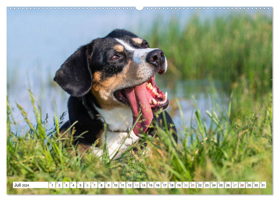 My best friend - Entlebucher Mountain Dog (CALVENDO Premium Wall Calendar 2024) 