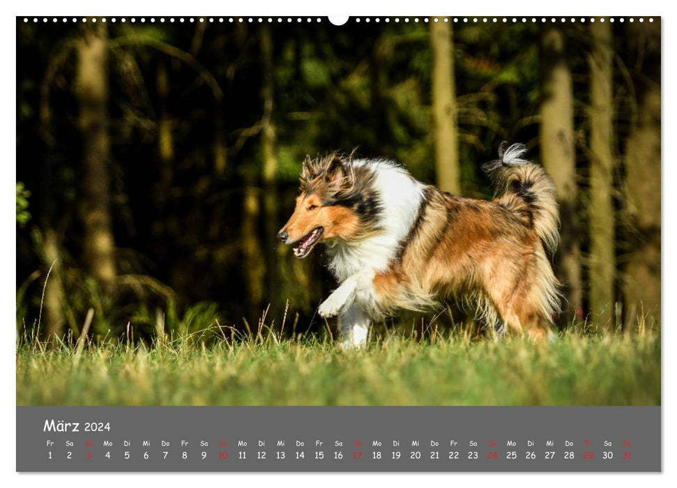 Once a Collie - always a Collie (CALVENDO Premium Wall Calendar 2024) 