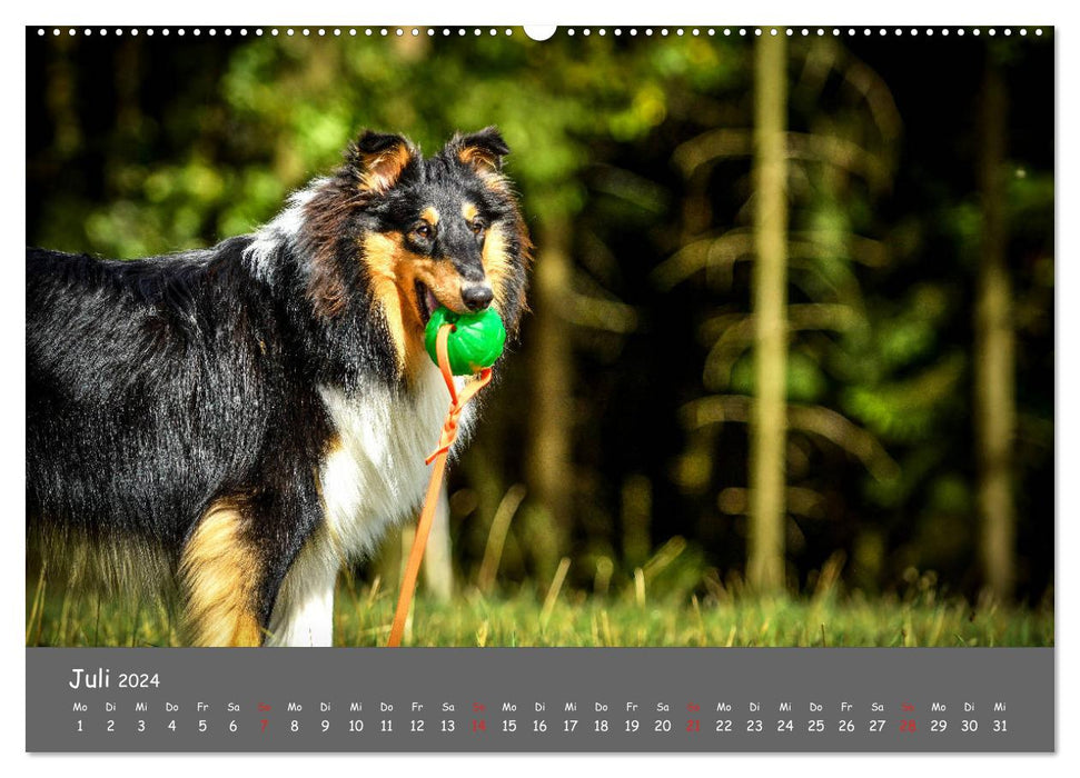 Once a Collie - always a Collie (CALVENDO Premium Wall Calendar 2024) 