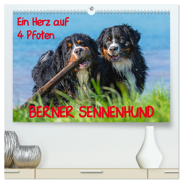 A heart on 4 paws - Bernese Mountain Dog (CALVENDO Premium Wall Calendar 2024) 