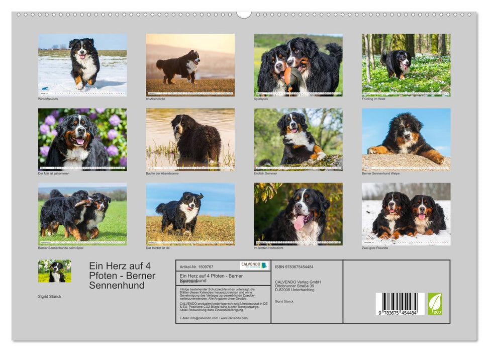 A heart on 4 paws - Bernese Mountain Dog (CALVENDO Premium Wall Calendar 2024) 