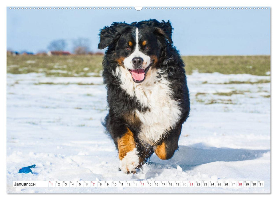 A heart on 4 paws - Bernese Mountain Dog (CALVENDO Premium Wall Calendar 2024) 