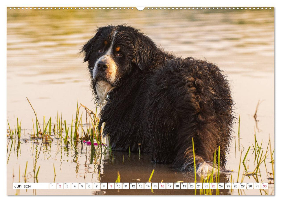 A heart on 4 paws - Bernese Mountain Dog (CALVENDO Premium Wall Calendar 2024) 