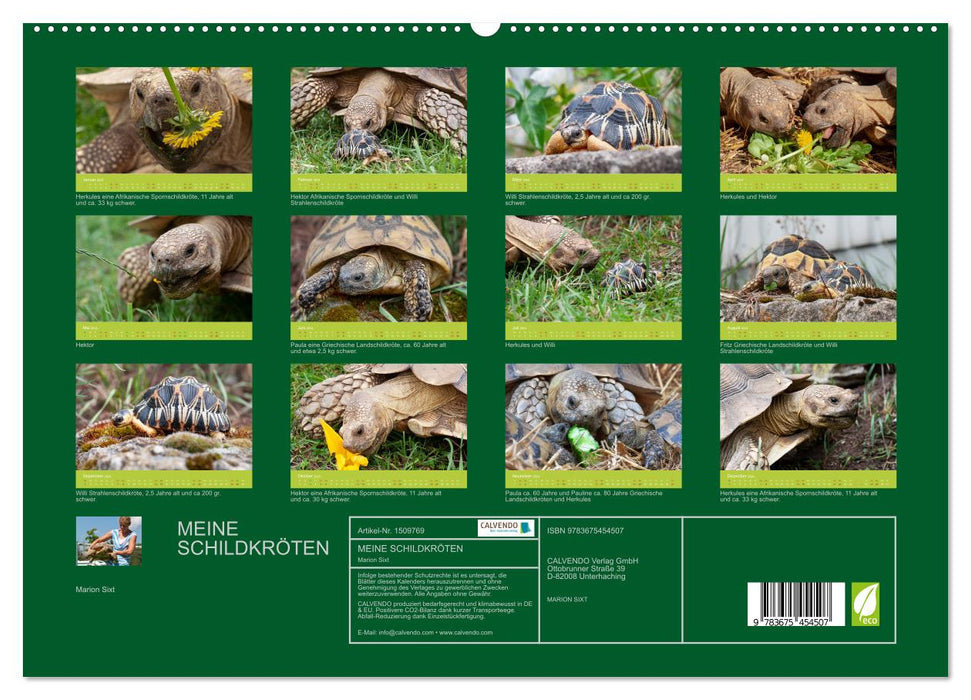 Meine Schildkröten (CALVENDO Premium Wandkalender 2024)