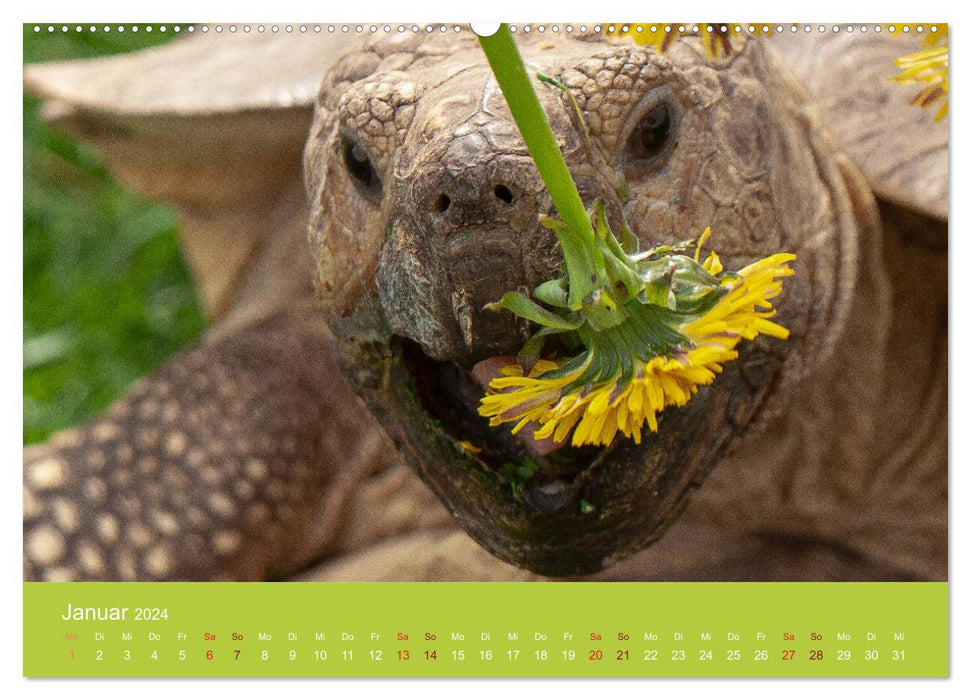 Meine Schildkröten (CALVENDO Premium Wandkalender 2024)