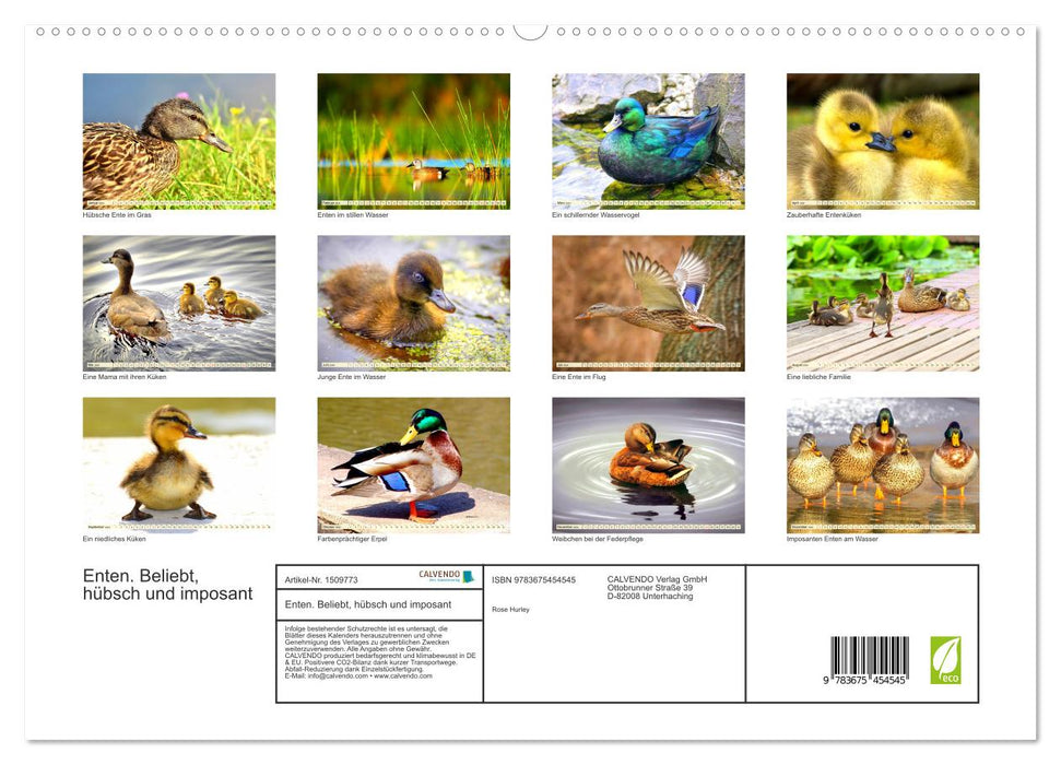 Ducks. Popular, pretty and impressive (CALVENDO Premium Wall Calendar 2024) 