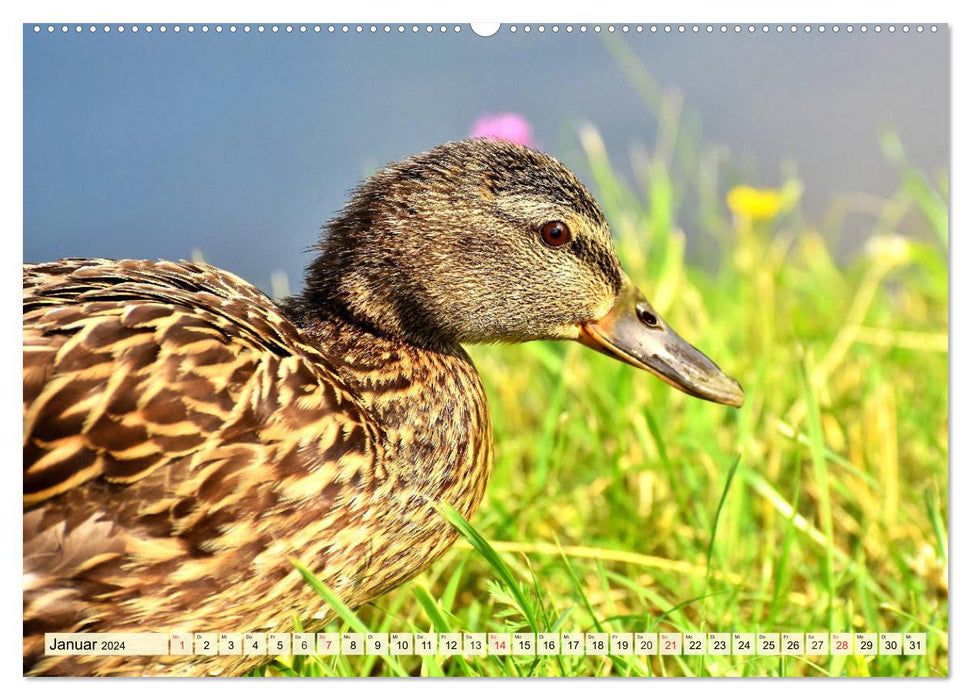 Ducks. Popular, pretty and impressive (CALVENDO Premium Wall Calendar 2024) 