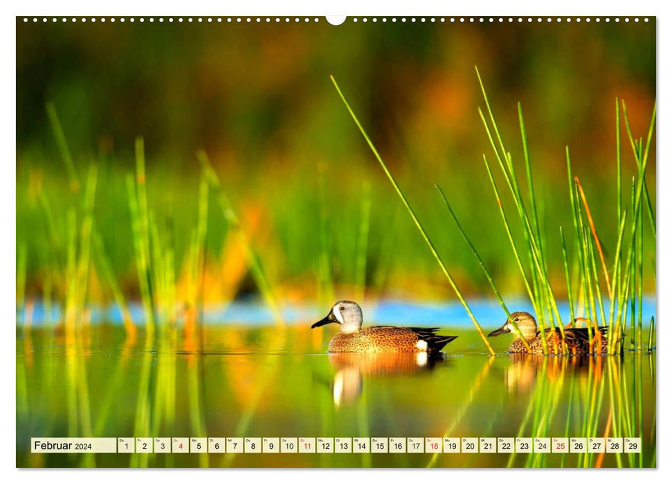 Ducks. Popular, pretty and impressive (CALVENDO Premium Wall Calendar 2024) 