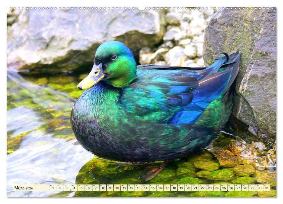 Ducks. Popular, pretty and impressive (CALVENDO Premium Wall Calendar 2024) 