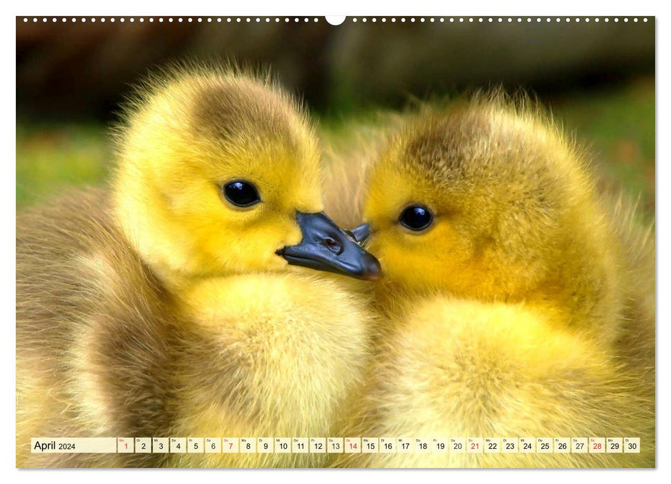 Ducks. Popular, pretty and impressive (CALVENDO Premium Wall Calendar 2024) 