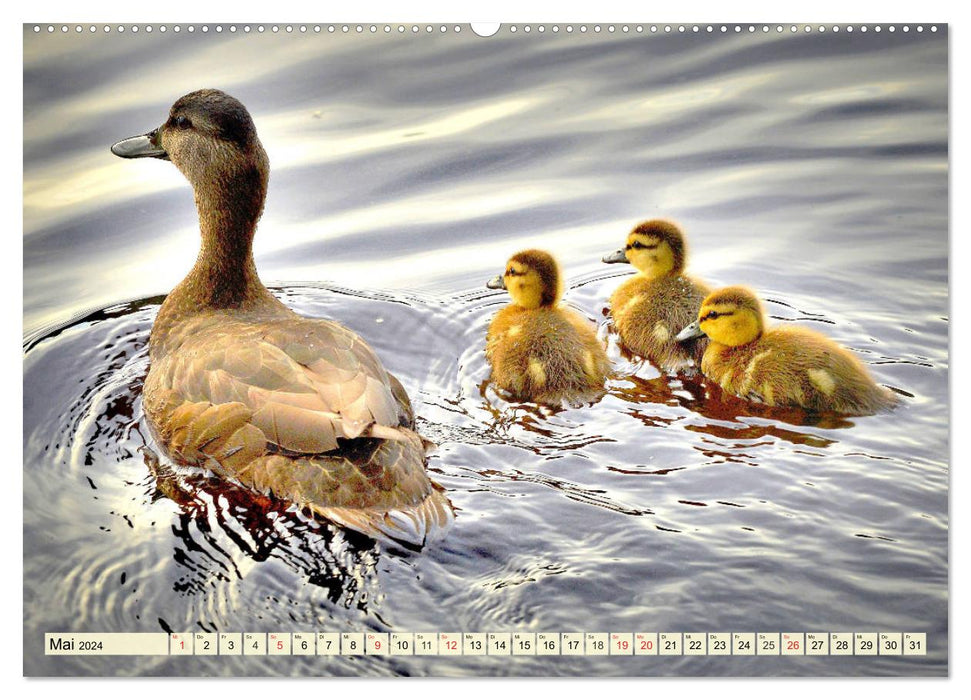 Ducks. Popular, pretty and impressive (CALVENDO Premium Wall Calendar 2024) 