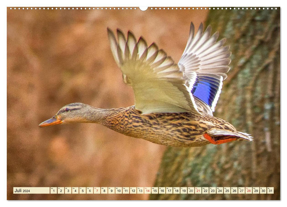 Ducks. Popular, pretty and impressive (CALVENDO Premium Wall Calendar 2024) 