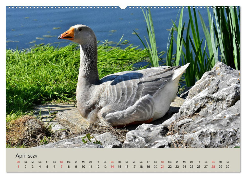 Gänse. Von wegen dumme Gans! (CALVENDO Premium Wandkalender 2024)