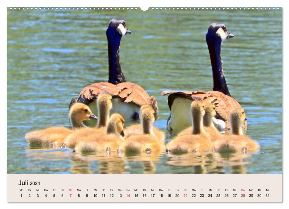 Geese. What a stupid goose! (CALVENDO Premium Wall Calendar 2024) 