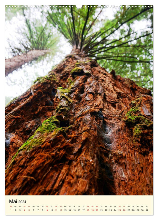 Redwoods - Fascination with Sequoia Trees (CALVENDO Premium Wall Calendar 2024) 