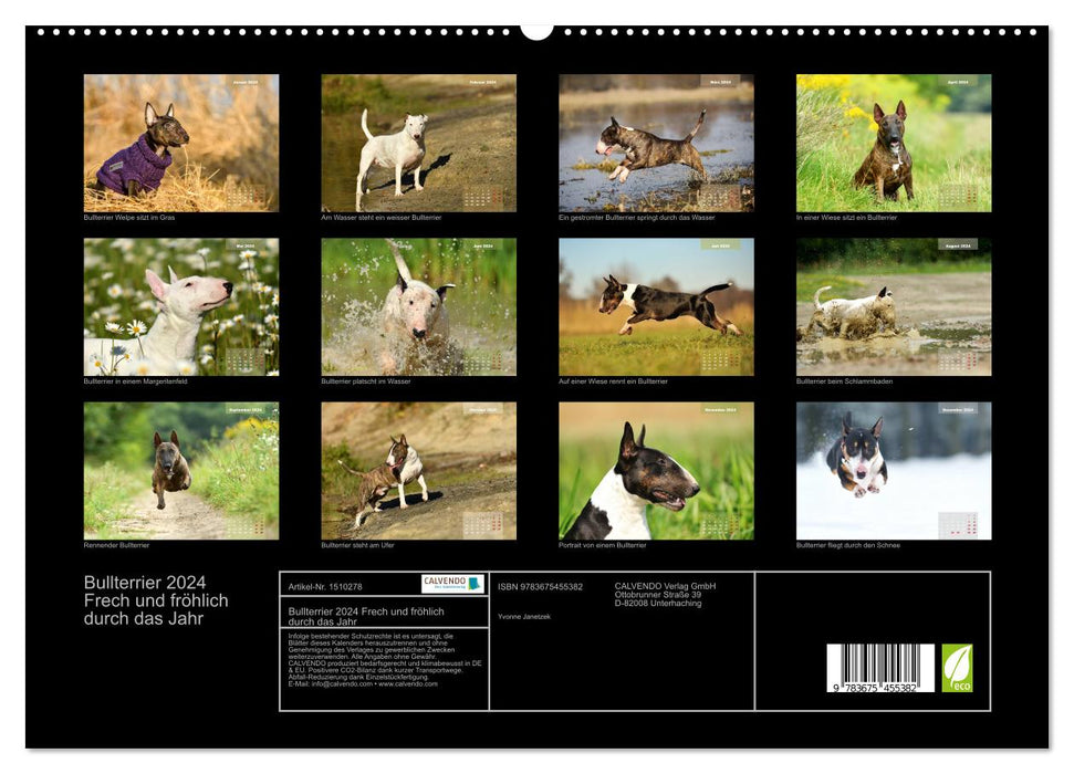 Bullterrier 2024 Frech und fröhlich durch das Jahr (CALVENDO Premium Wandkalender 2024)