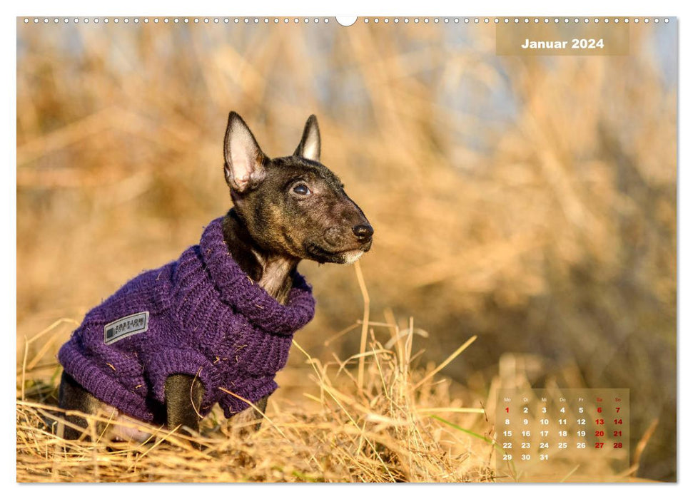 Bullterrier 2024 Frech und fröhlich durch das Jahr (CALVENDO Premium Wandkalender 2024)