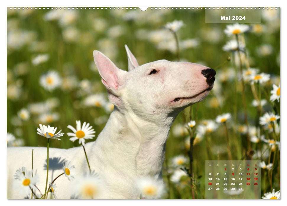 Bullterrier 2024 Frech und fröhlich durch das Jahr (CALVENDO Premium Wandkalender 2024)