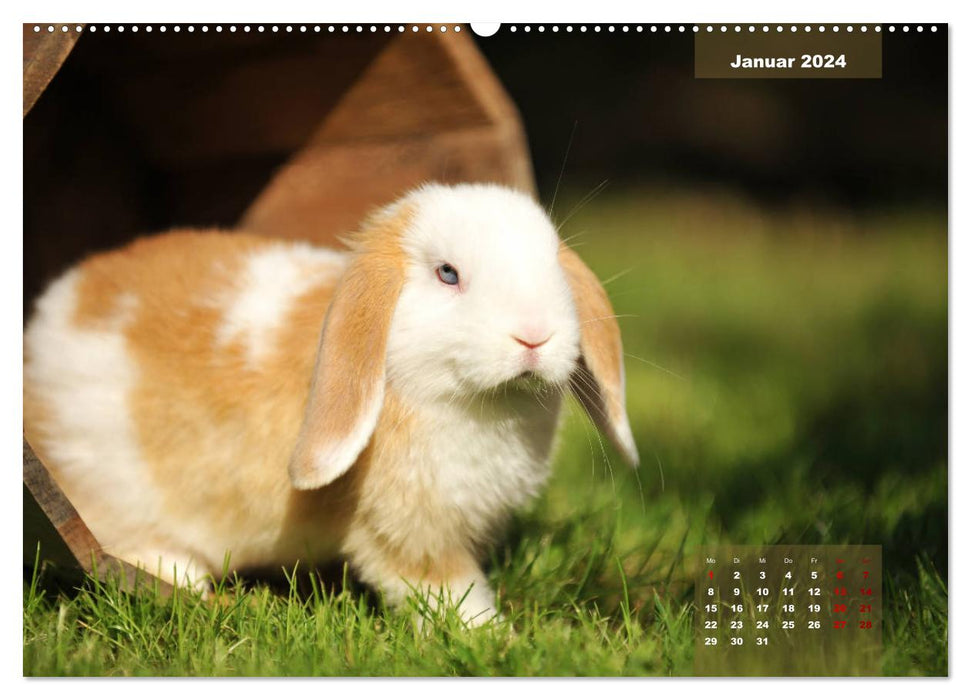 Kaninchen klein und putzig (CALVENDO Premium Wandkalender 2024)