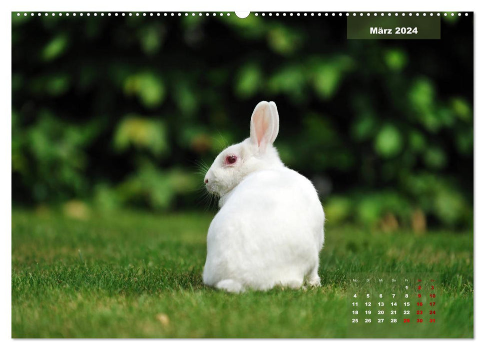 Kaninchen klein und putzig (CALVENDO Premium Wandkalender 2024)