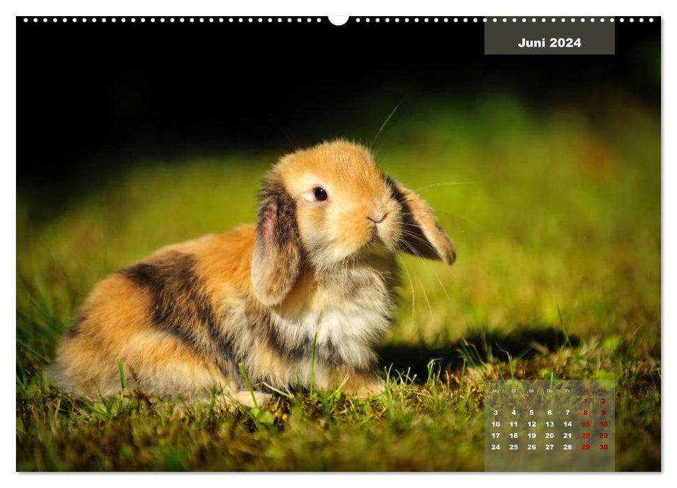 Kaninchen klein und putzig (CALVENDO Premium Wandkalender 2024)