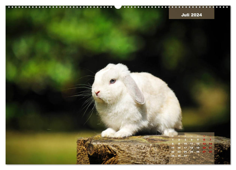 Kaninchen klein und putzig (CALVENDO Premium Wandkalender 2024)