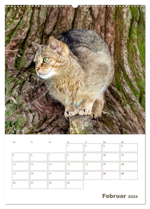 Europäische Wildkatzen - Jahresplaner (CALVENDO Premium Wandkalender 2024)