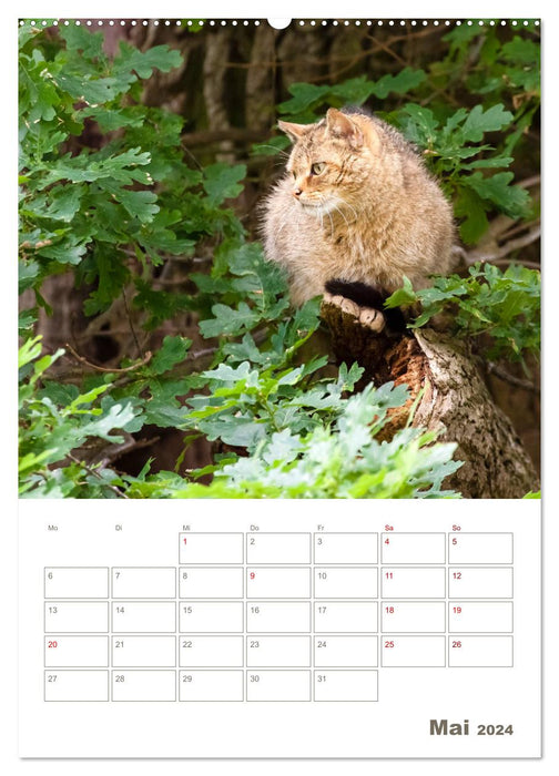 Europäische Wildkatzen - Jahresplaner (CALVENDO Premium Wandkalender 2024)