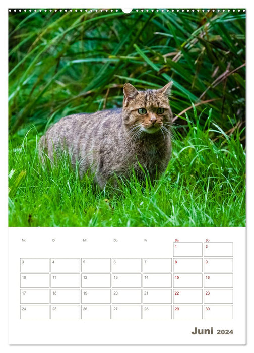 Europäische Wildkatzen - Jahresplaner (CALVENDO Premium Wandkalender 2024)