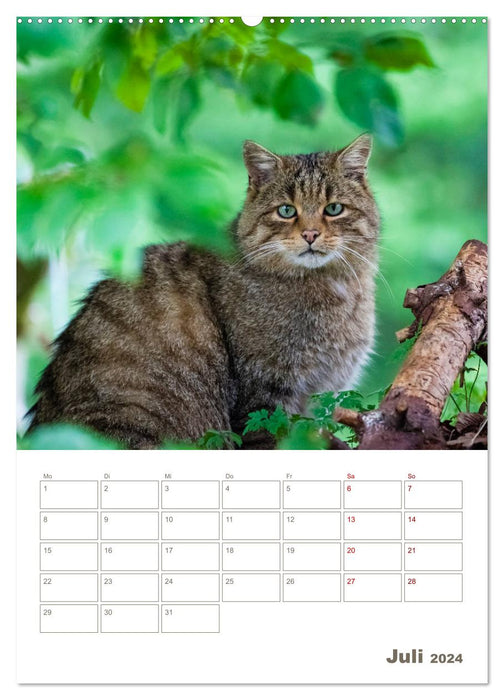 Europäische Wildkatzen - Jahresplaner (CALVENDO Premium Wandkalender 2024)