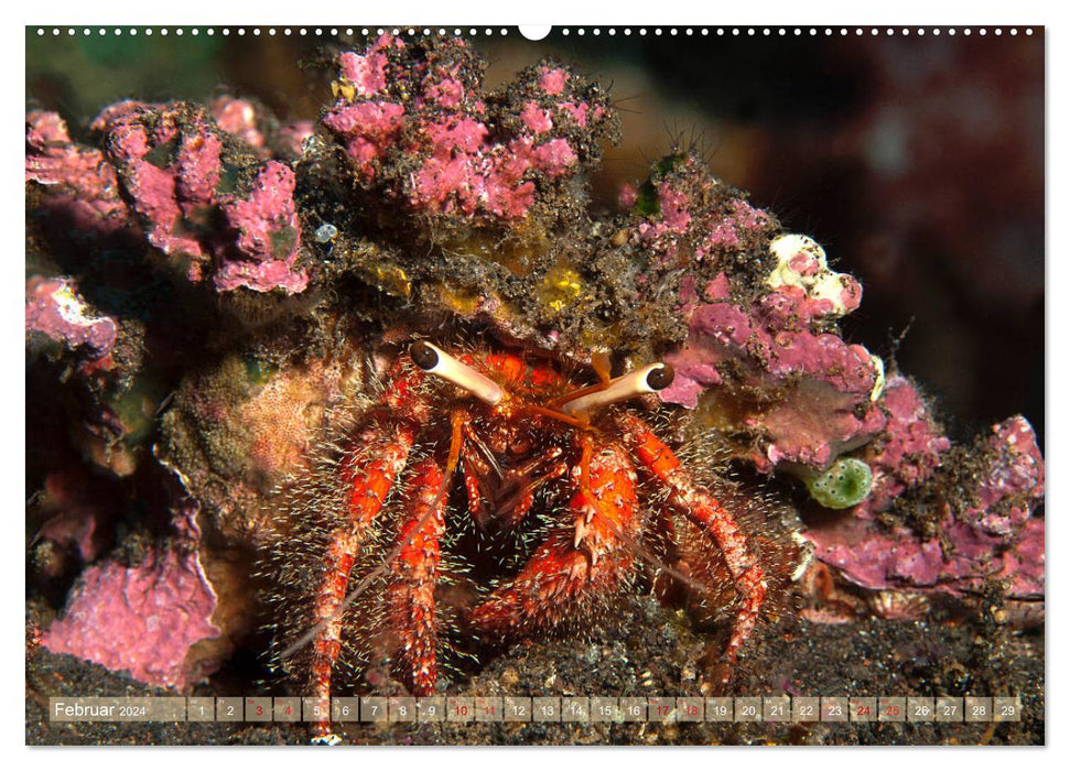 Bunte Vielfalt im Korallenriff (CALVENDO Premium Wandkalender 2024)