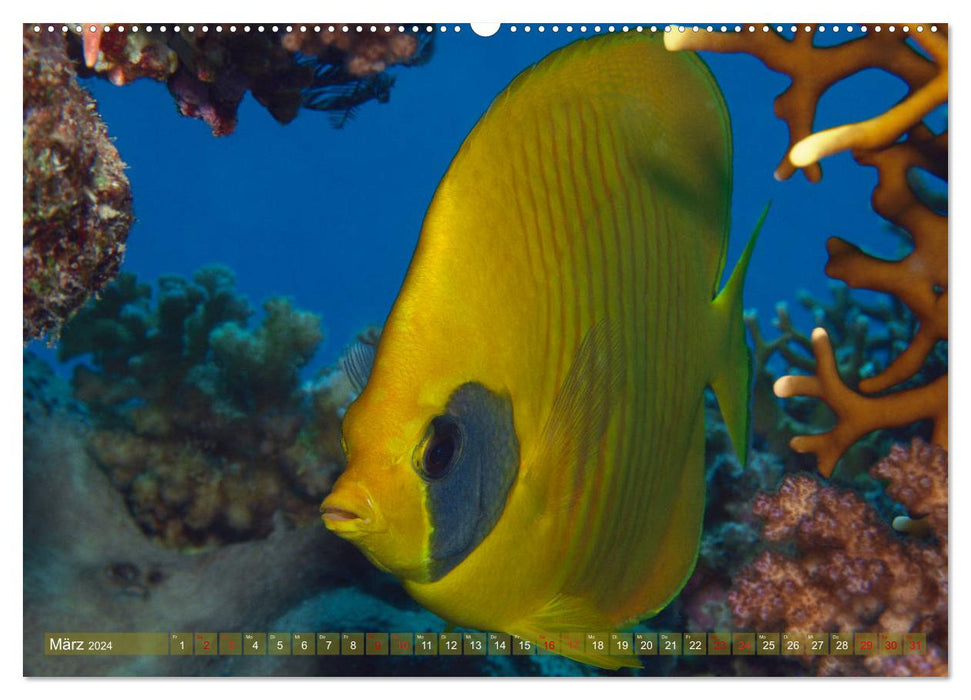 Bunte Vielfalt im Korallenriff (CALVENDO Premium Wandkalender 2024)