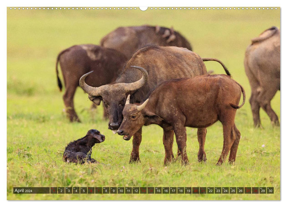 Auf Safari in Kenia 2024 (CALVENDO Premium Wandkalender 2024)