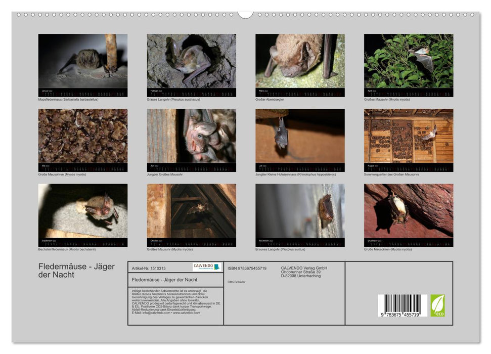 Fledermäuse - Jäger der Nacht (CALVENDO Premium Wandkalender 2024)