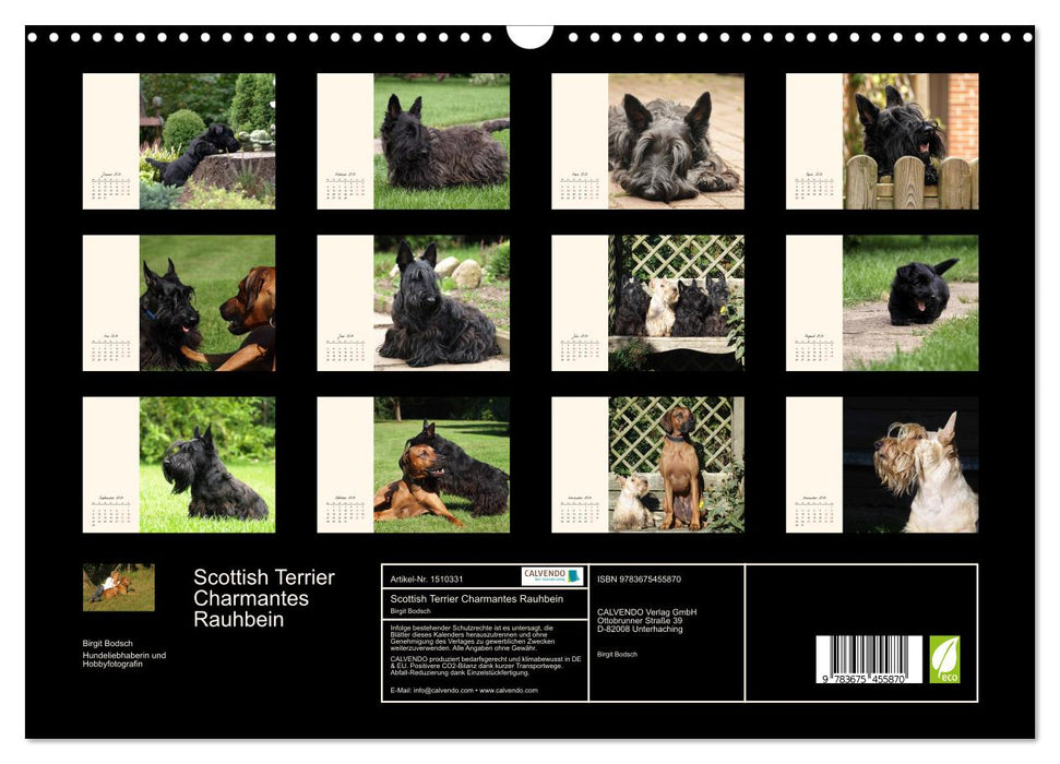 Scottish Terrier - Charmantes Rauhbein (CALVENDO Wandkalender 2024)