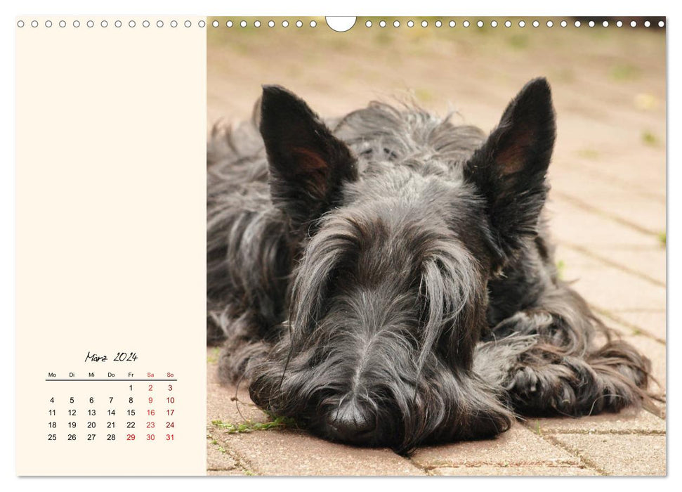 Scottish Terrier - Charmantes Rauhbein (CALVENDO Wandkalender 2024)