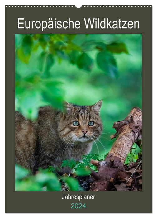 Europäische Wildkatzen - Jahresplaner (CALVENDO Wandkalender 2024)