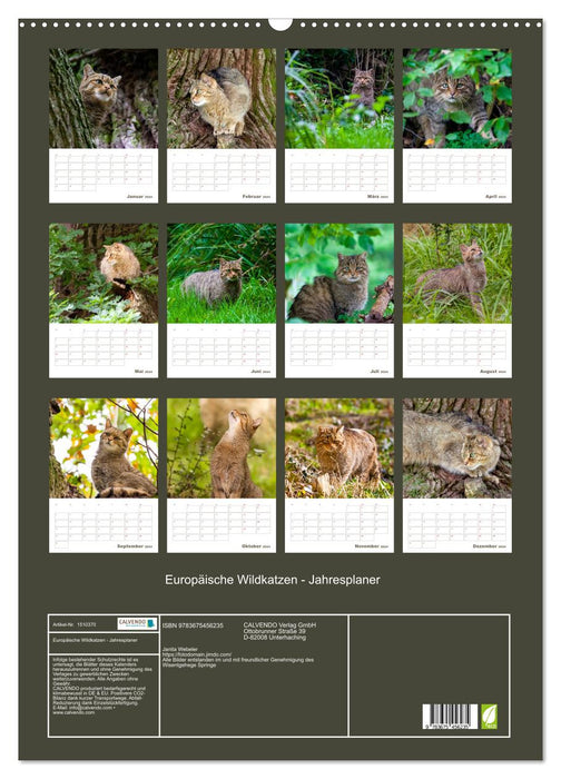 Europäische Wildkatzen - Jahresplaner (CALVENDO Wandkalender 2024)