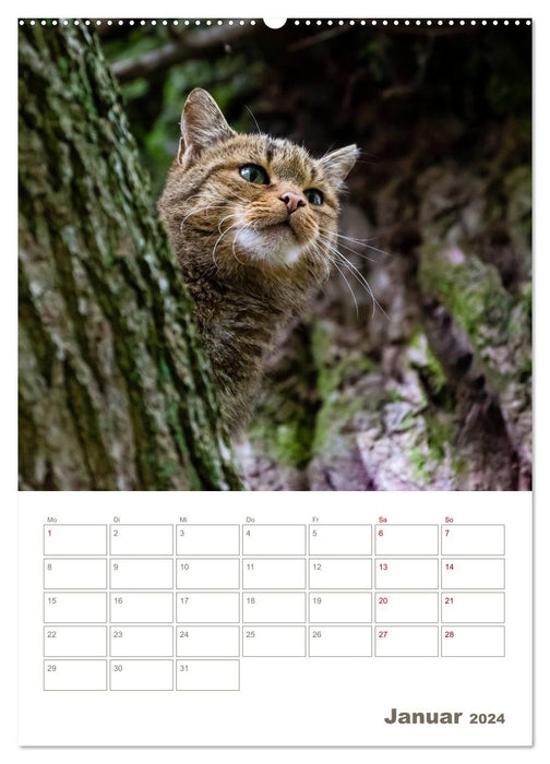 Europäische Wildkatzen - Jahresplaner (CALVENDO Wandkalender 2024)