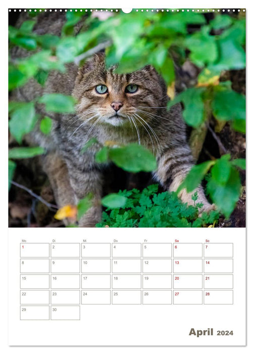 Europäische Wildkatzen - Jahresplaner (CALVENDO Wandkalender 2024)
