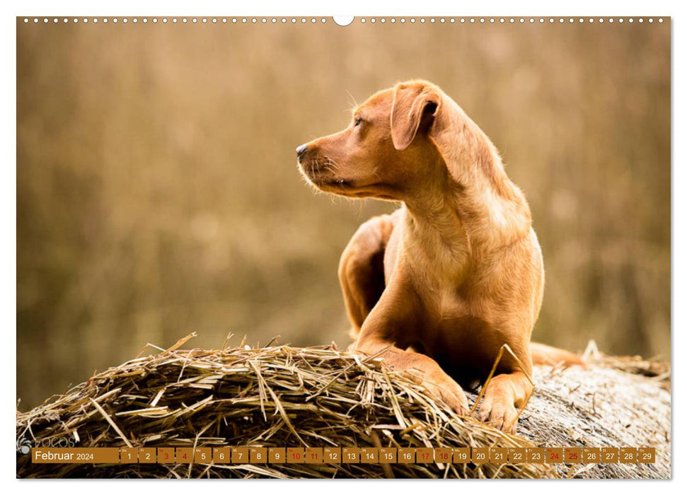 Labrador Trio - 3 Farben, 3 Freunde (CALVENDO Wandkalender 2024)