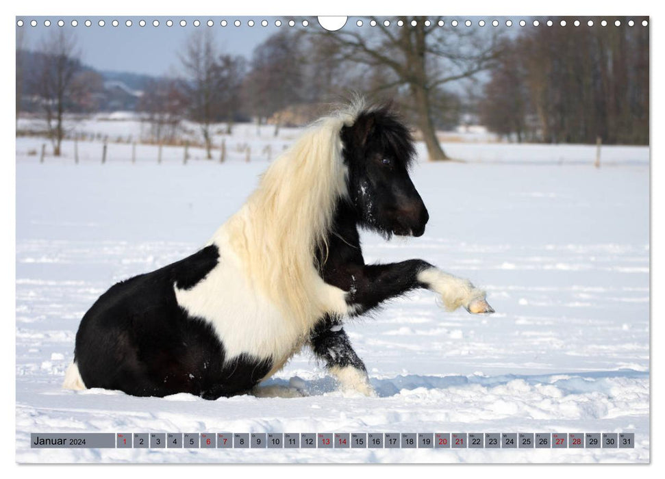 Ponys, die starken Persönlichkeiten (CALVENDO Wandkalender 2024)