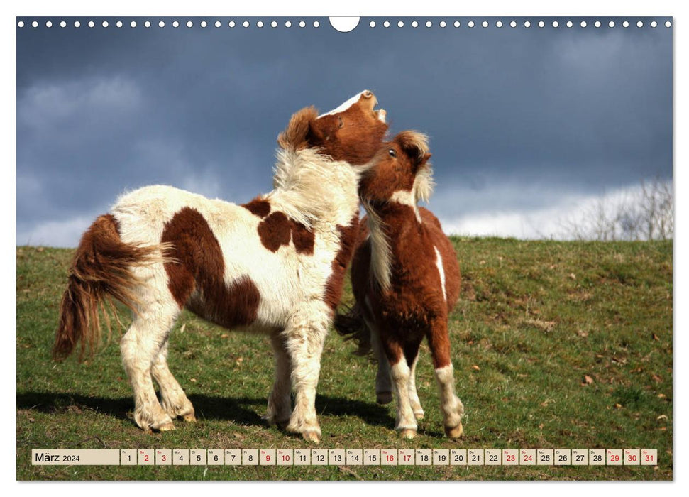 Ponys, die starken Persönlichkeiten (CALVENDO Wandkalender 2024)