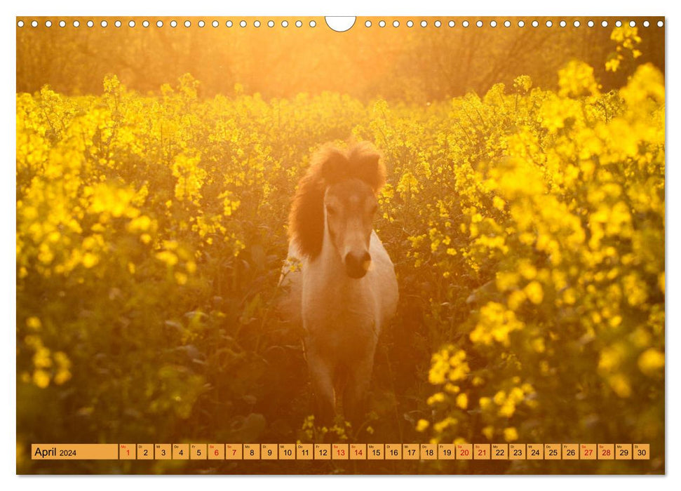 Ponys, die starken Persönlichkeiten (CALVENDO Wandkalender 2024)