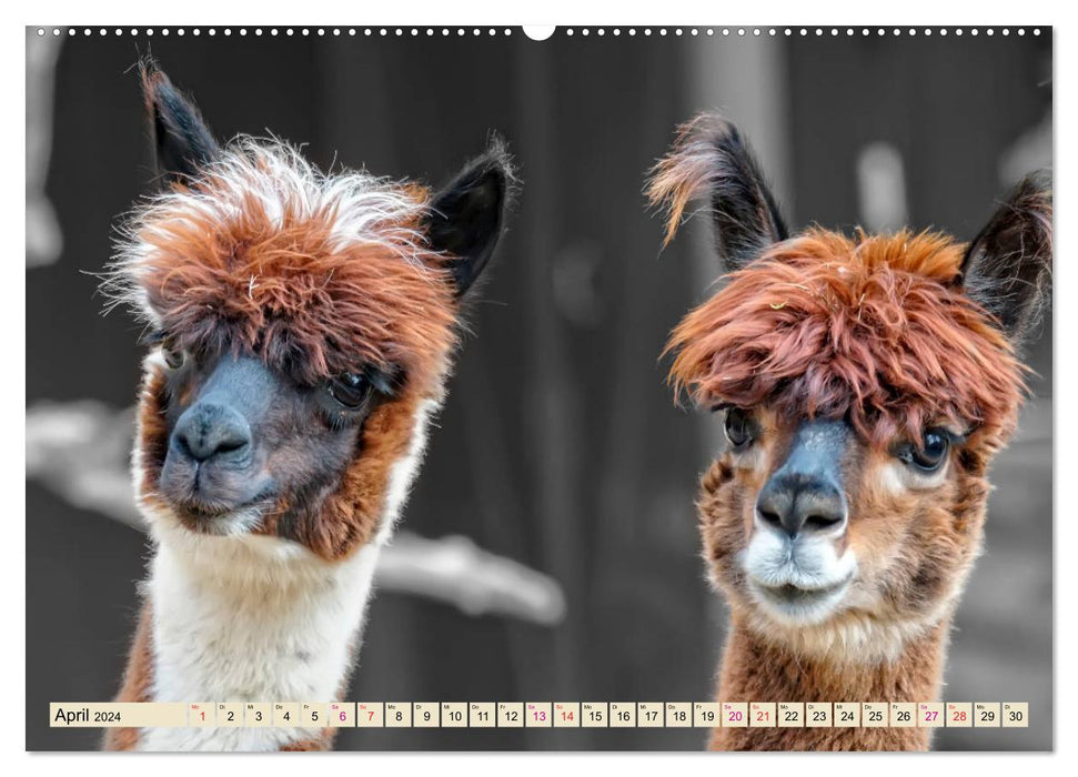 Alpaka Gesichter (CALVENDO Wandkalender 2024)