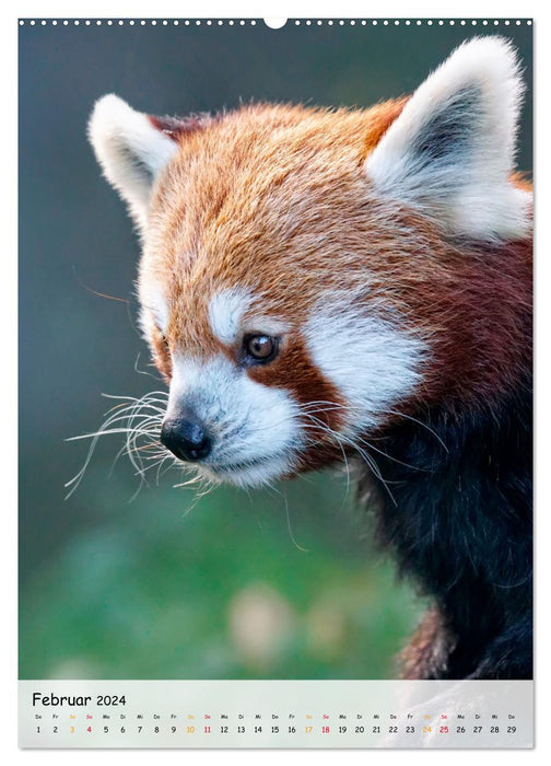 Roter Panda (CALVENDO Premium Wandkalender 2024)