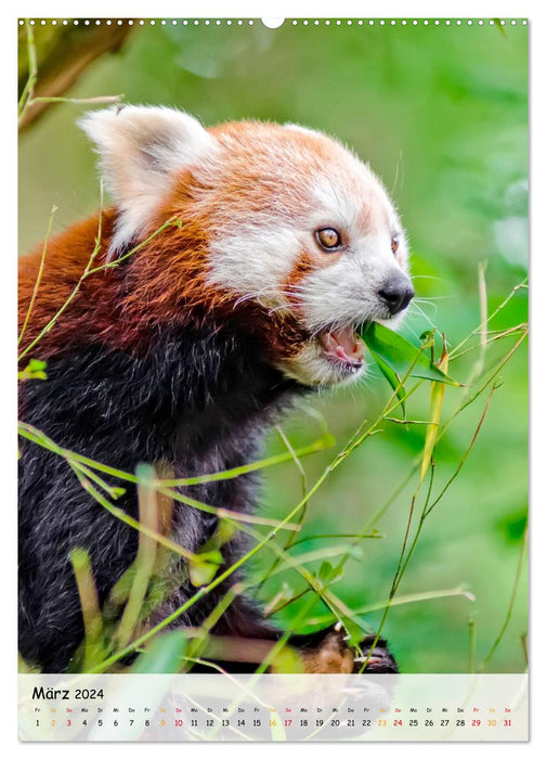 Panda roux (Calvendo Premium Wall Calendar 2024) 